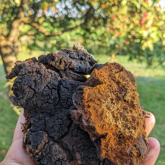 Houba Chaga. Má dlouhout tradici v severské lidové medicíně, ale i čínské. Obsahuje mnoho antioxidantů a je oblíbená pro své zdravotní benefity.