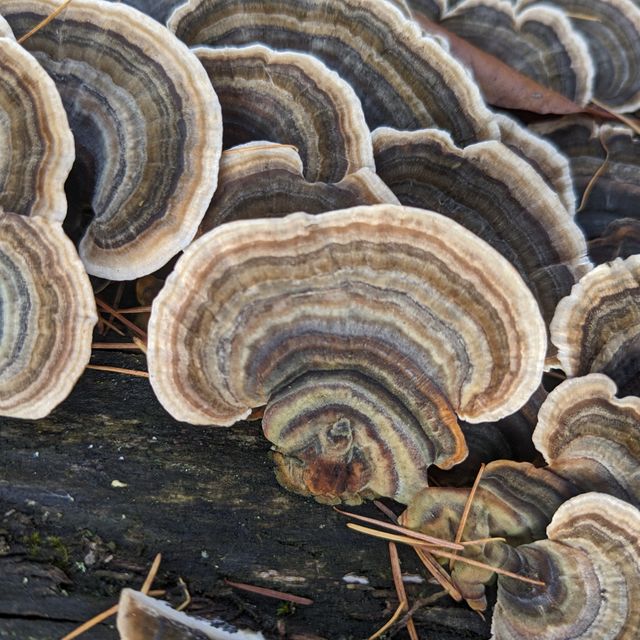 Outkovka pestrá (coriolus). Má jeden z nejvyšších obsahů beta-glukanů a polysacharidů.