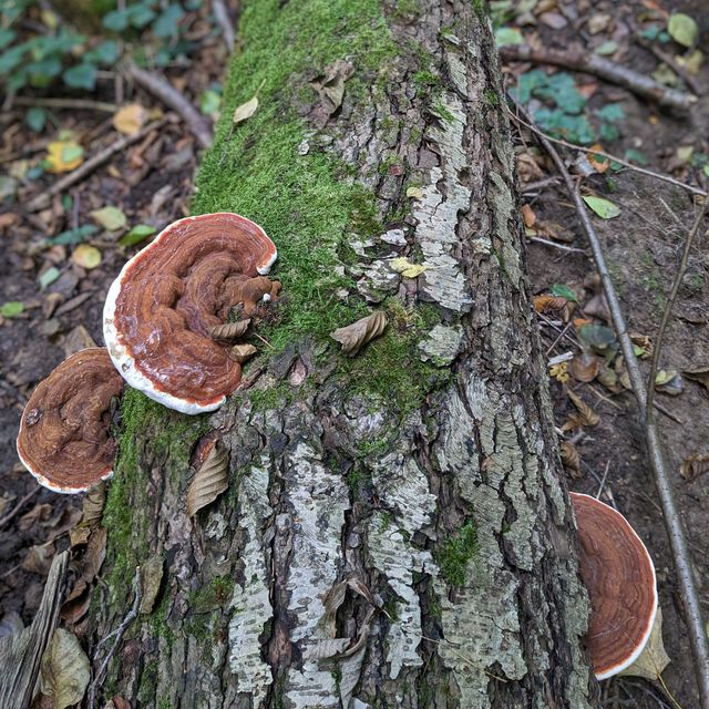 Lesklokorka ploská (ganoderma applanatum). Má mnoho zdravotních benefitů, například protizánětlivé účinky.