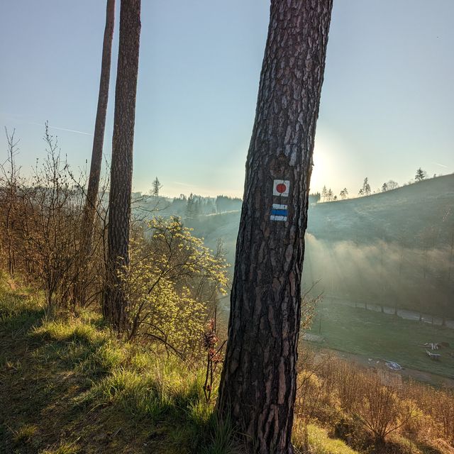 Ranní cesta lesem